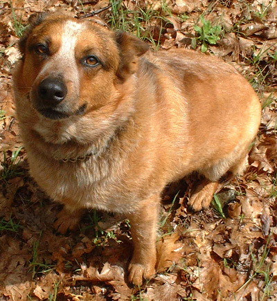 doogy1