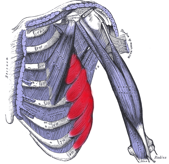 Muscles Under Rib Cage What Is The Purpose Of The Rib Cage Quora