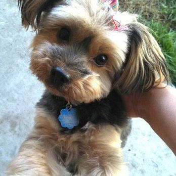 Yorkie Haircuts Pictures Styles Yorkie Haircuts