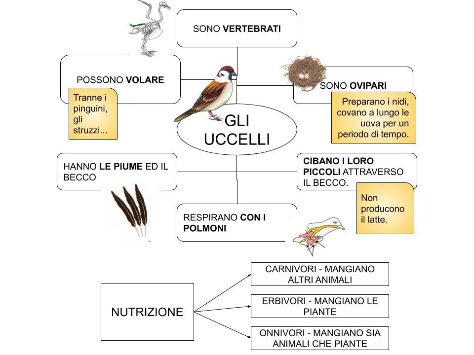 Mappa Concettuale Animali Vertebrati E Invertebrati Scuola Primaria