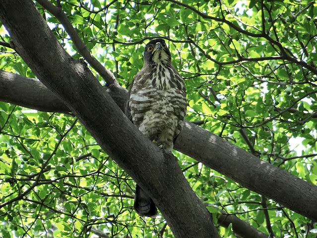 鳳頭蒼鷹/無限台南