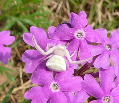 蜘蛛