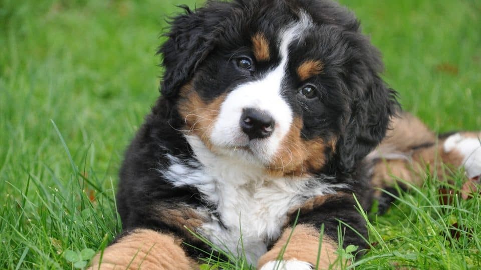 Bernese Mountain Dog Lab Mix Puppies For Sale / Bernese Mountain Dog