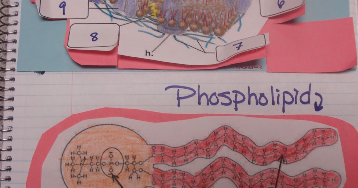 Chapter 7 Section 2 The Plasma Membrane Worksheet Answers - worksheet
