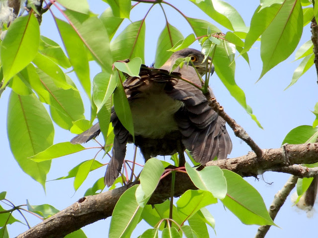 鳳頭蒼鷹/無限台南