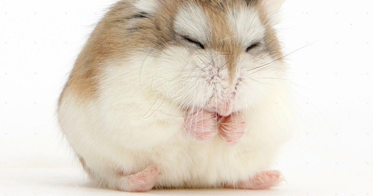 Free Hamster Pfp - Georgiananyc