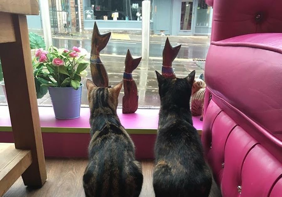 Cat Cafe Near Me Uk - trendskami