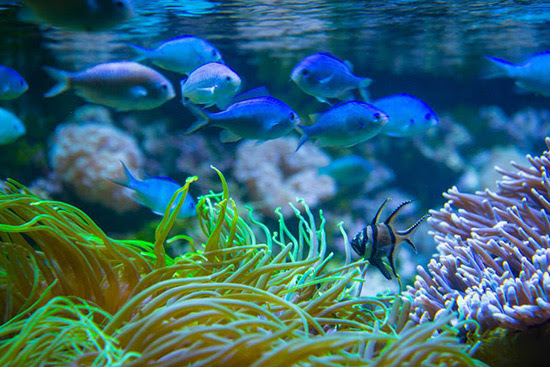 Sydney Sea Life Aquarium