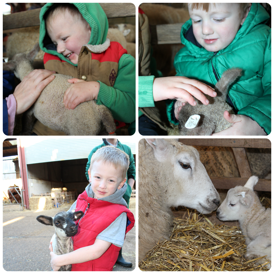 lambing at rushall farm