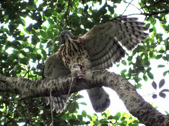 鳳頭蒼鷹/無限台南