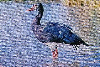 Pg5-2, SPURWING GOOSE