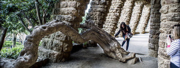 Los árboles más viejos de Barcelona Los árboles más viejos de Barcelona