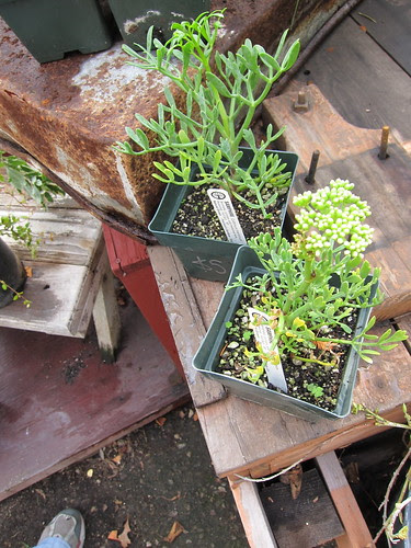 Samphire/Sea Fennel