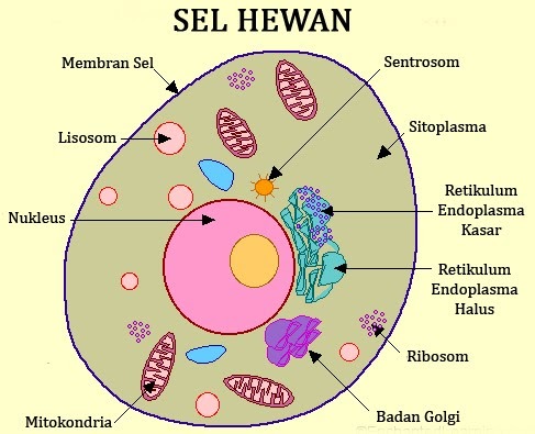  Gambar  Sel  Hewan  Yang Mudah Untuk Digambar Info Terkait 