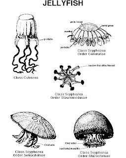 Kevin McKenna - Memory Component: Sea Creature Analysis - Jellyfish