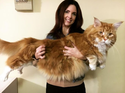 My Maine Coon World