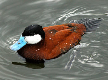 Ruddy Duck Photo