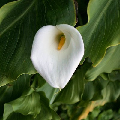 20060225-vs-8623 Jarro - Zantedeschia aethiopica
