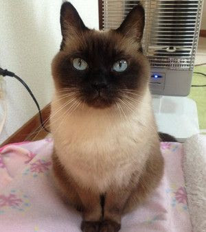 ベスト50 かわいい もふもふ シャム 猫 全イラスト集
