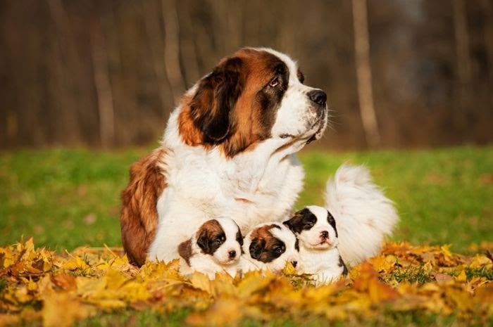 31 Bilder Von Hundebabys Besten Bilder Von Ausmalbilder