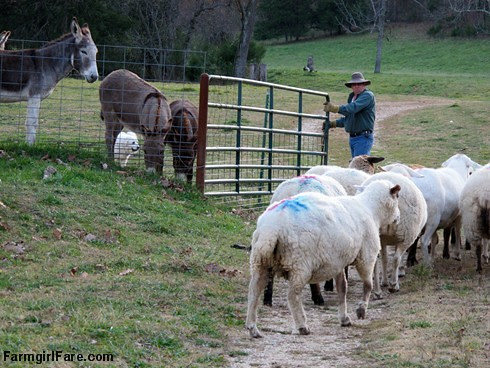 Sheep working Sunday afternoon (7) - FarmgirlFare.com