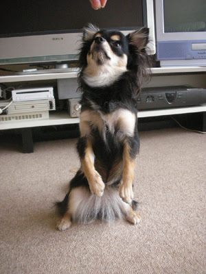 フレッシュ 犬 しつけ ちんちん 画像ブログ