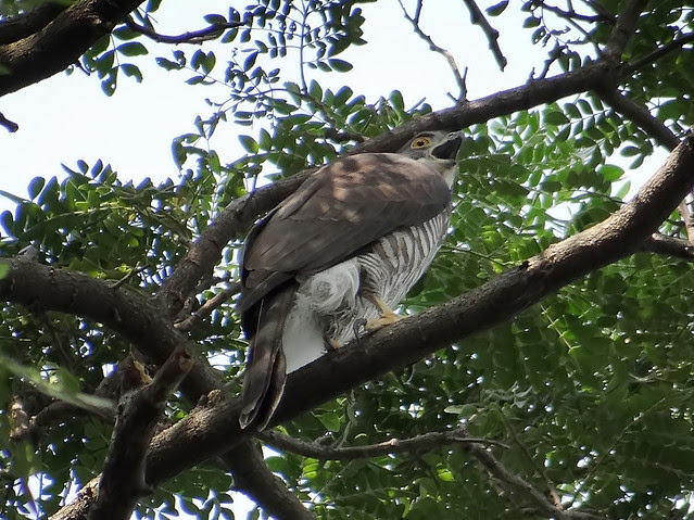 鳳頭蒼鷹/無限台南