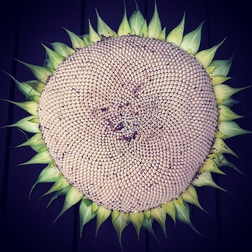 Sunflower by stevegarfield