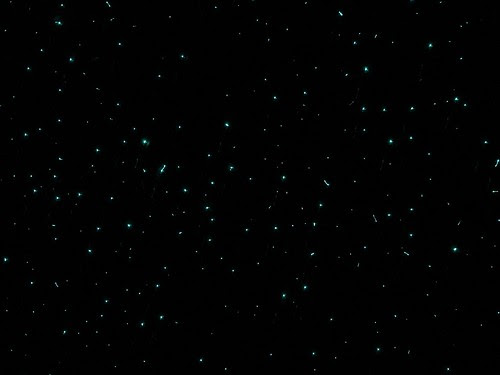 Glowworms
