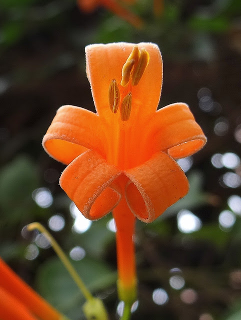 炮仗花/無限台南