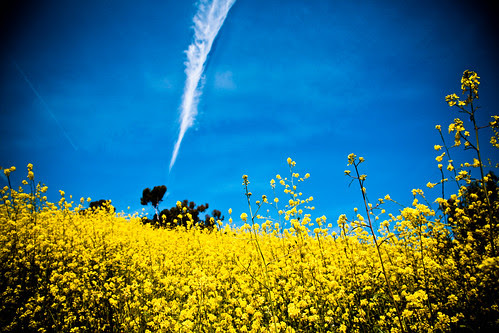 Mustard ... enhanced.