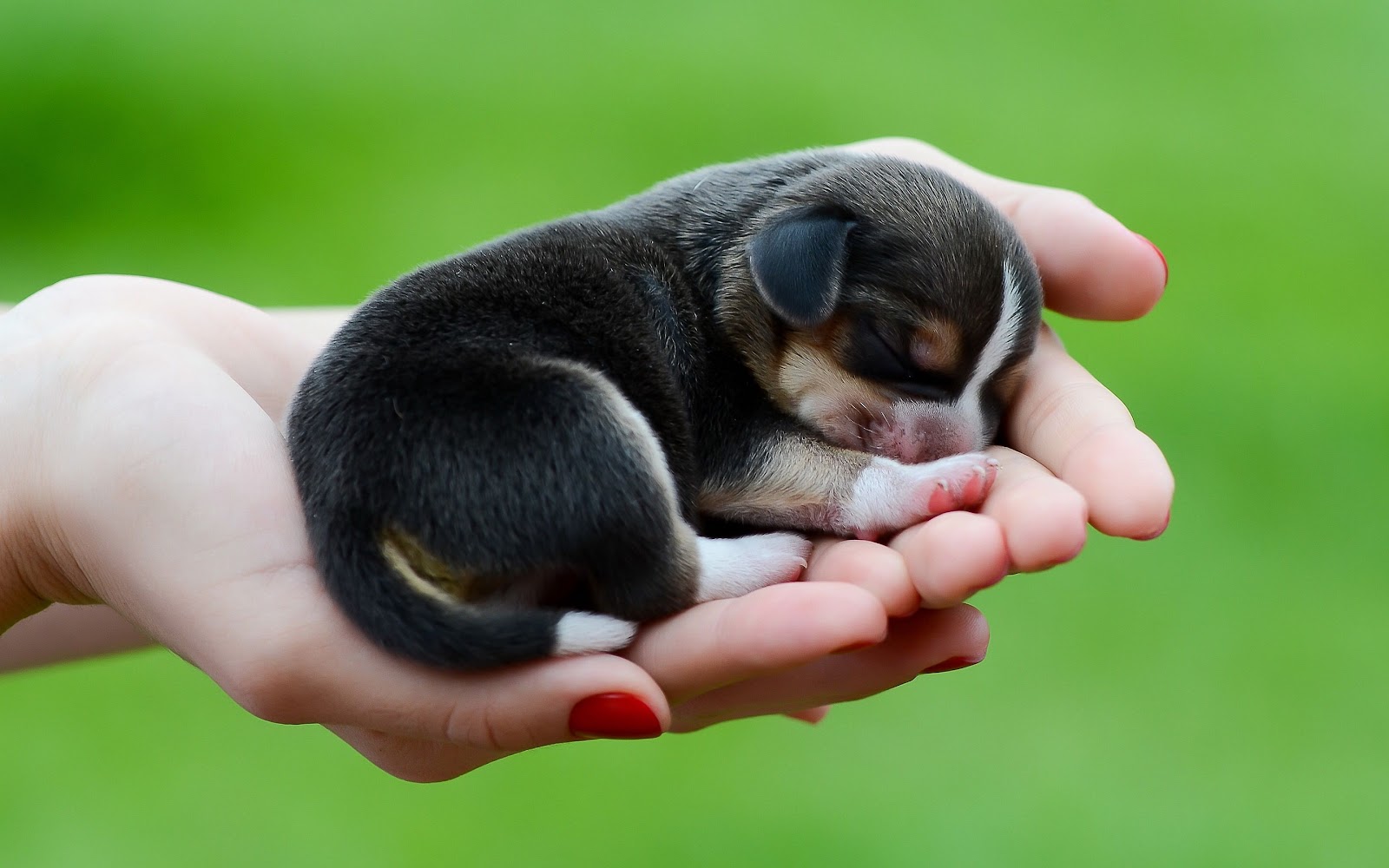 What To Do And Not To Do With Newborn Puppies