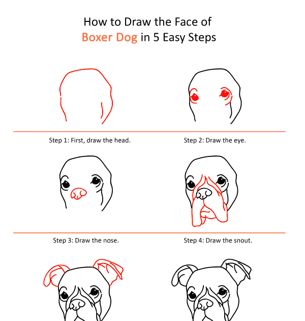 How To Draw A Dog Face Step By Step - Our tutorial demonstrates all