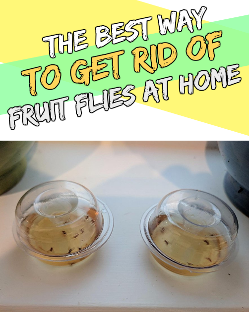 how-to-get-rid-of-fruit-flies-garbage-disposal-stowoh