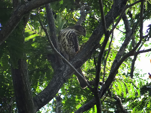 鳳頭蒼鷹/無限台南