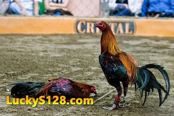 Sabung Ayam Peru Ayam Peru Super YouTube Alat Test