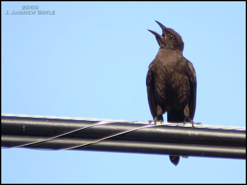 Common Grackle