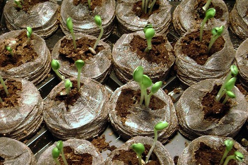 Little Pharma Physic Garden Installation, Fringe Exhibitions, Los Angeles, Oct/Nov 2008