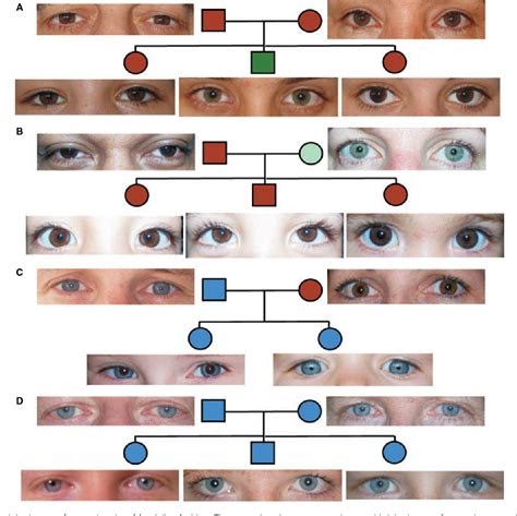Eye Color Genetics - Effy Moom