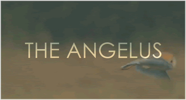 angelus too hard