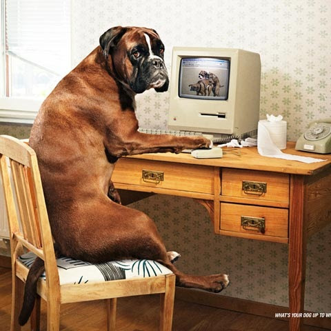 funny-dog funny-dog
