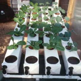 Building A Hydroponic System With Pvc Pipe Aquaponics Diy Air Pump