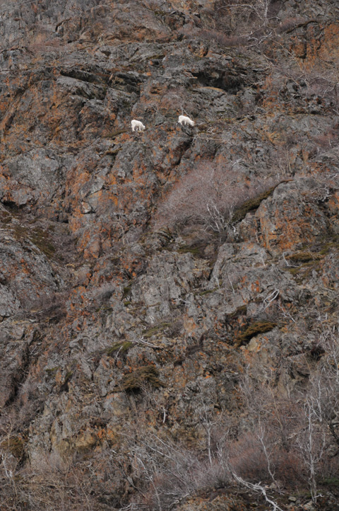 mountain goats_4964_web
