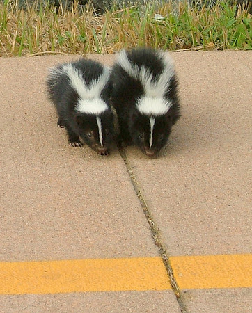 Li'l Stinkers Li'l Stinkers
