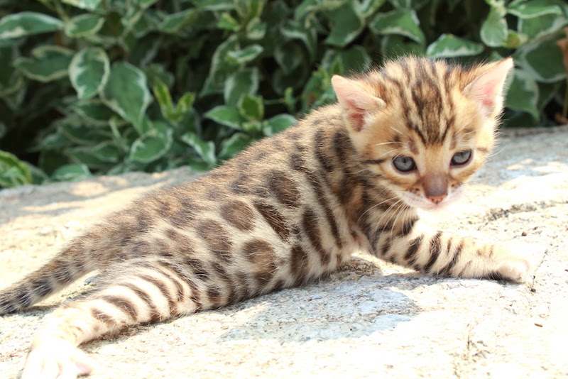 Gambar Kucing Full Hd - Cari Gambar Keren HD