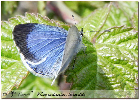 Azure_P5266