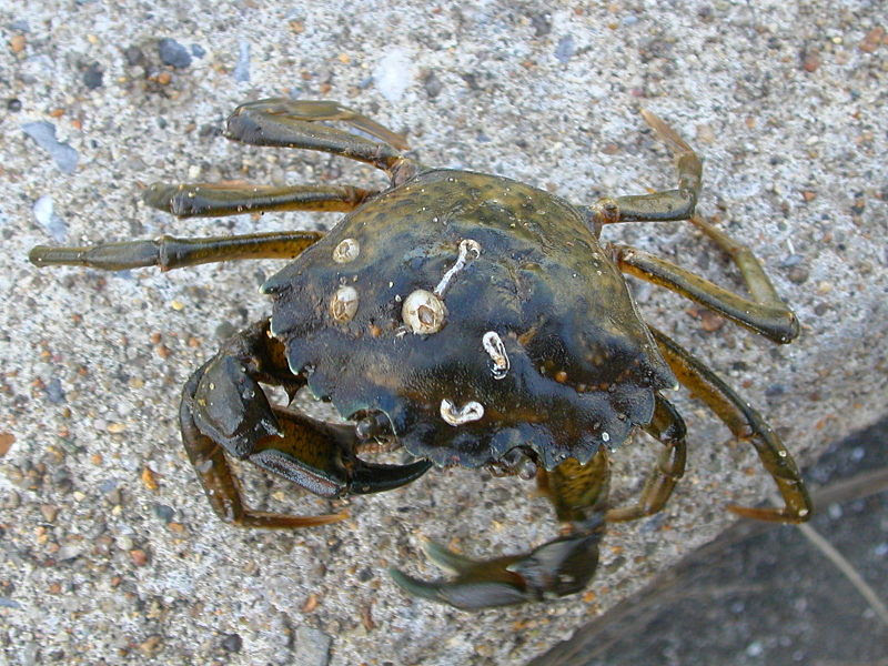 Fitxer:Carcinus aestuarii.jpg
