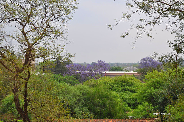 Jacarandá 2013