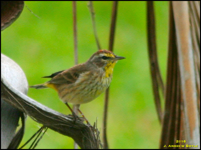 Palm Warbler Palm Warbler