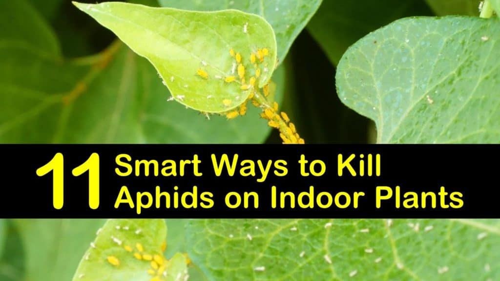 Bell Pepper Plant Aphids Garden Plant